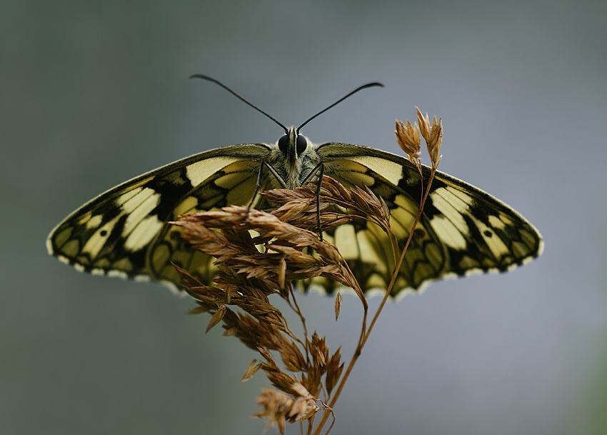 Polowiec szachownica