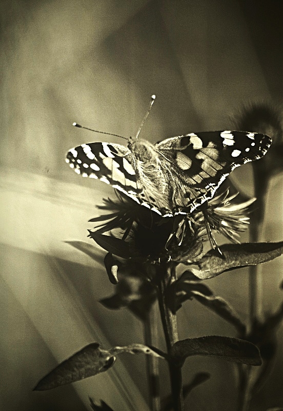 motyl  (sepia)