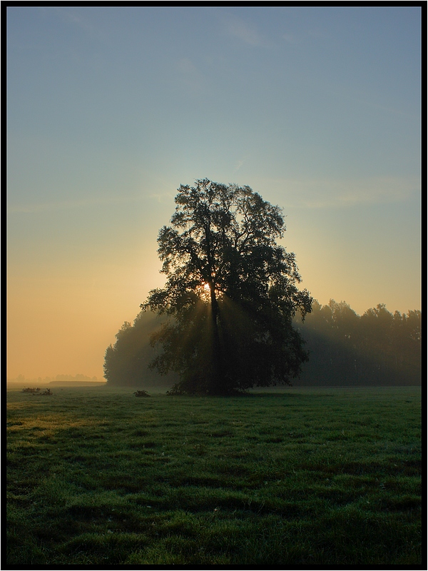 Samotny wiąz... Mystki - Rzym