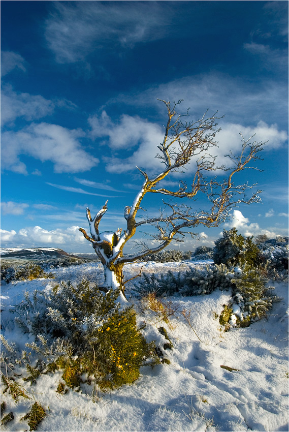 Arktyczna Irlandia