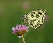 Polowiec szachownica (Melanargia galathea)