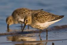 Calidris alpina