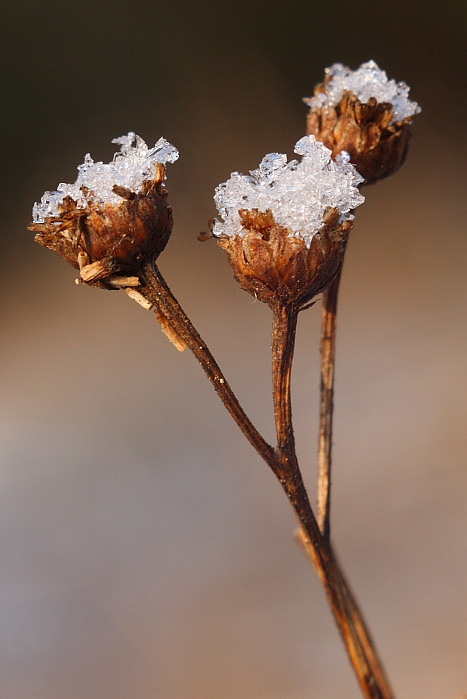 śnieżny deser