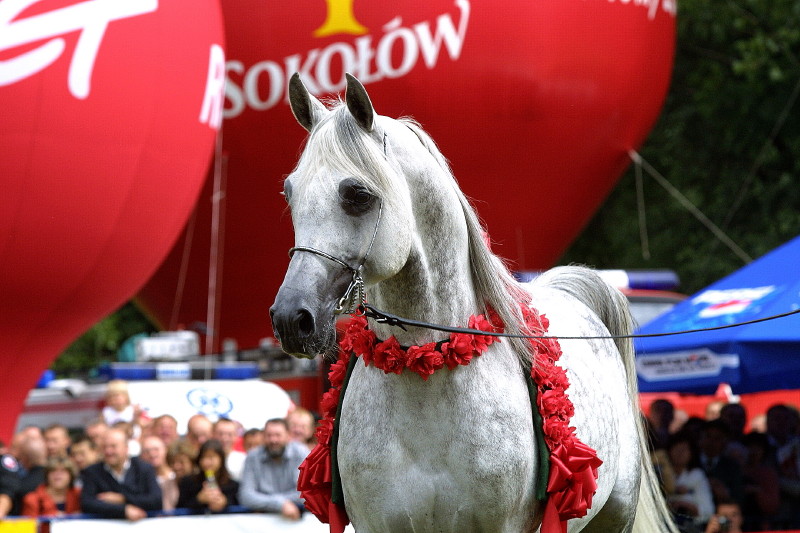 Janow Podlsaki Czempionat Ogierow Starszych