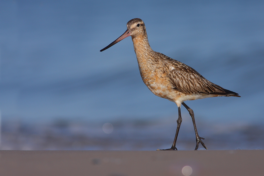 Limosa lapponica