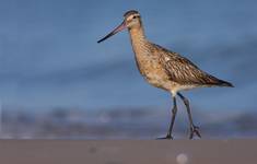 Limosa lapponica