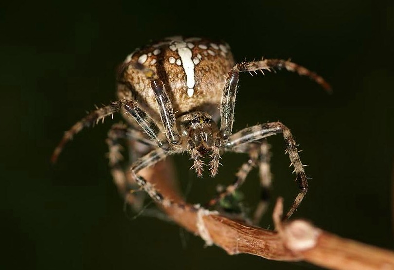 Araneus diadematus