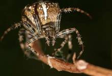 Araneus diadematus