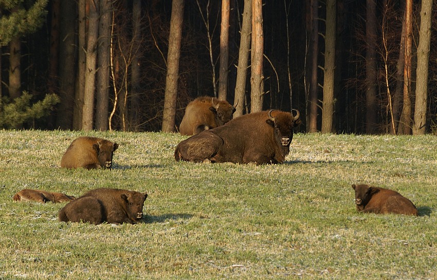 Żubry III