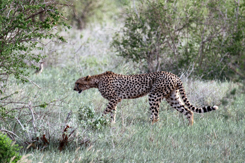 Gepard