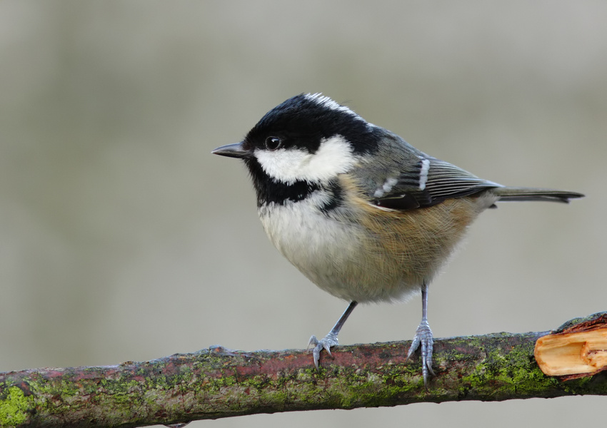 Coal Tit