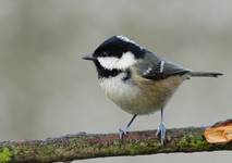 Coal Tit