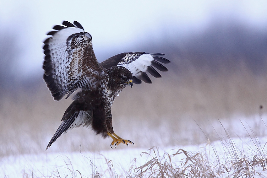 Myszołów Buteo buteo