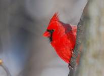 Cardinal