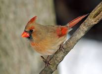 Cardinal