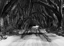 The Dark Hedges