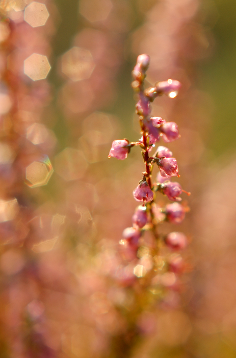 Calluna vulgaris