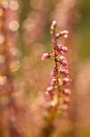 Calluna vulgaris