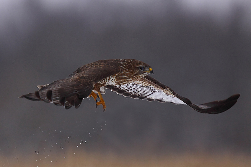 Myszołów Buteo buteo