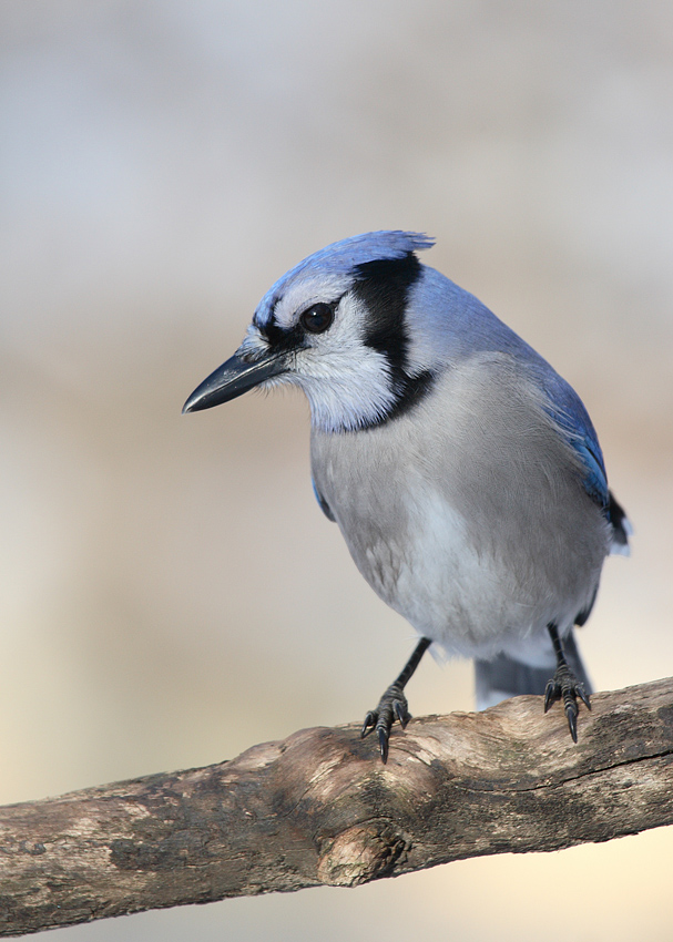 Blue Jay