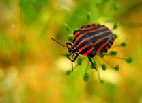 strojnica włoska (Graphosoma lineatum)