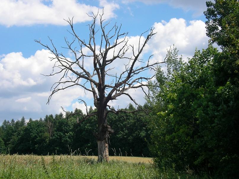 PIORUN WE MNIE STRZELIŁ