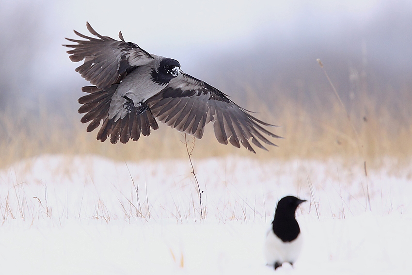 Siwa wrona Corvus cornix i Pica pica