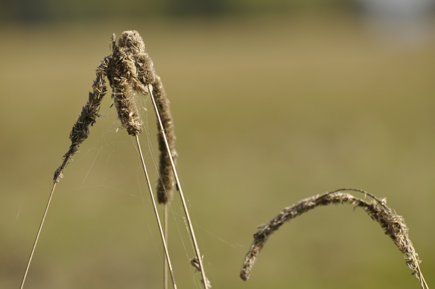 Naturalna Geometria