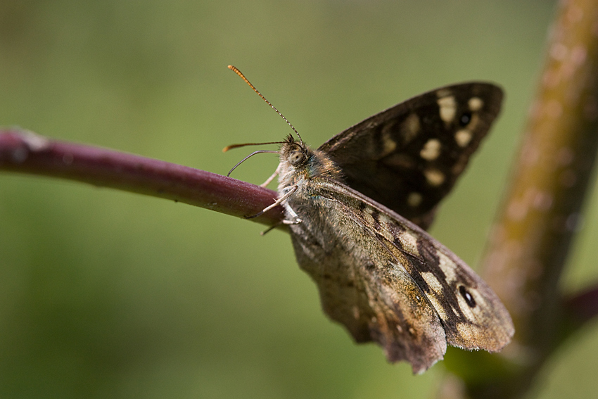 Osadnik egeria