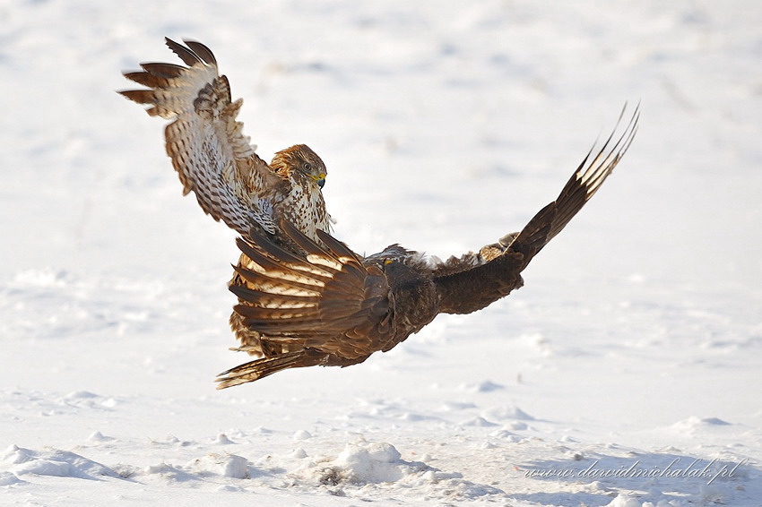 Buteo buteo