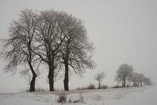 ...roadside trees in the fog...