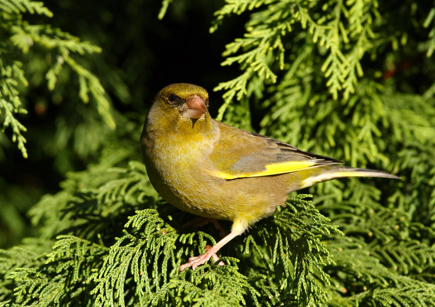 Greenfinch