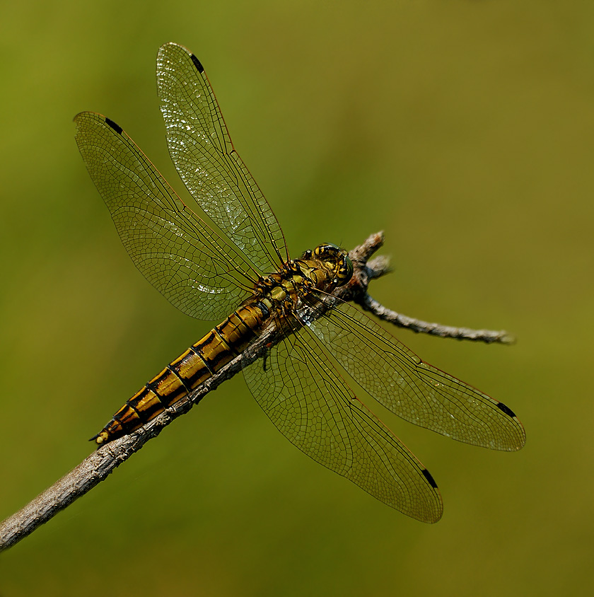 Lecicha pospolita Orthetrum cancellatum