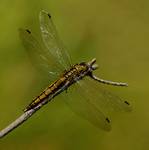 Lecicha pospolita Orthetrum cancellatum