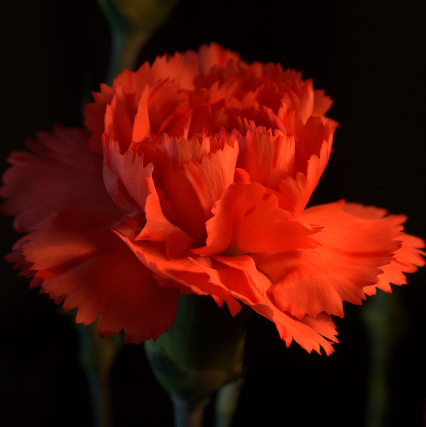 Goździk (Dianthus L.)