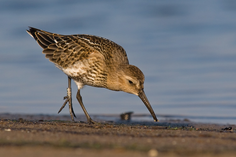 Calidris alpina