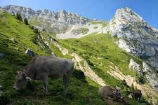 Skąd się bierze alpejskie mleko ...