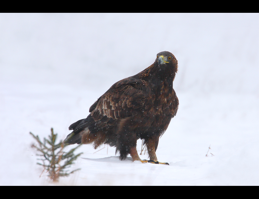 Orzeł przedni (Aquila chrysaetos)