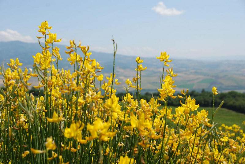 toscana