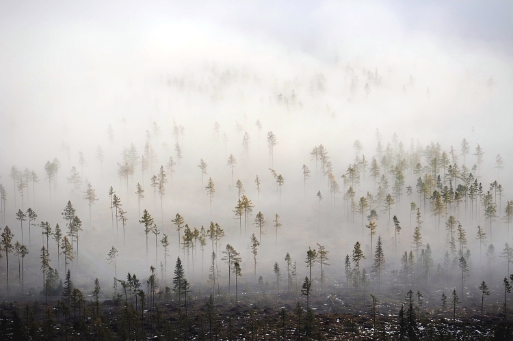 Dancing in the mist