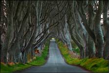 Dark Hedges