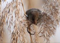 Badylarka (Micromys minutus)