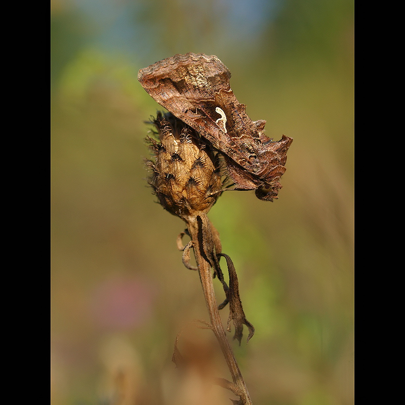 Autographa gamma