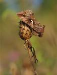 Autographa gamma