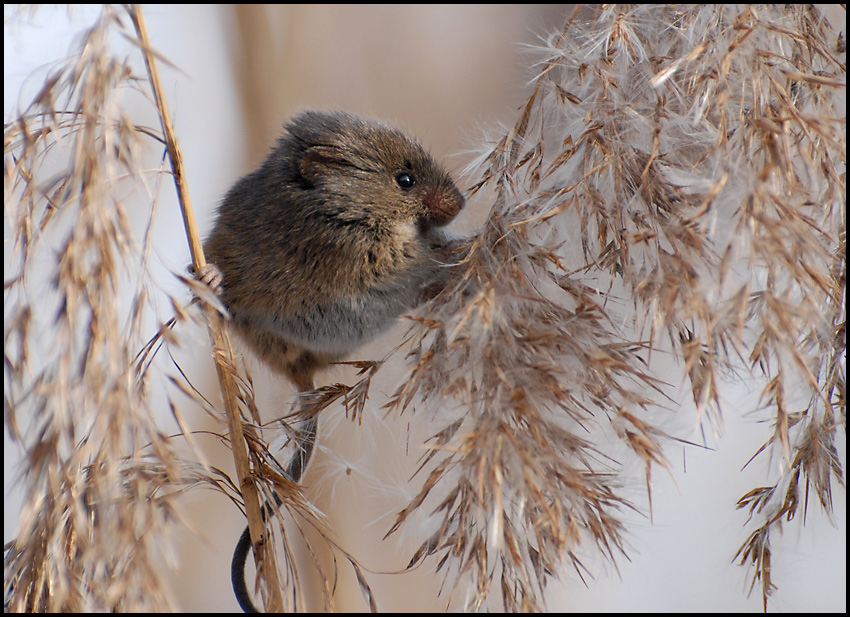 Badylarka (Micromys minutus)