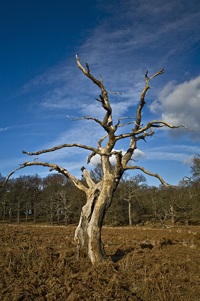 Richmond Park