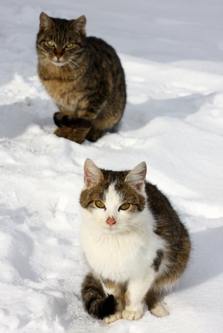 bracia. brrrr trochę zimno w łapki