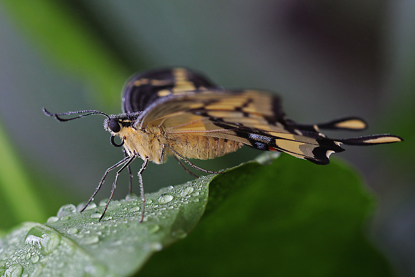 Papilio