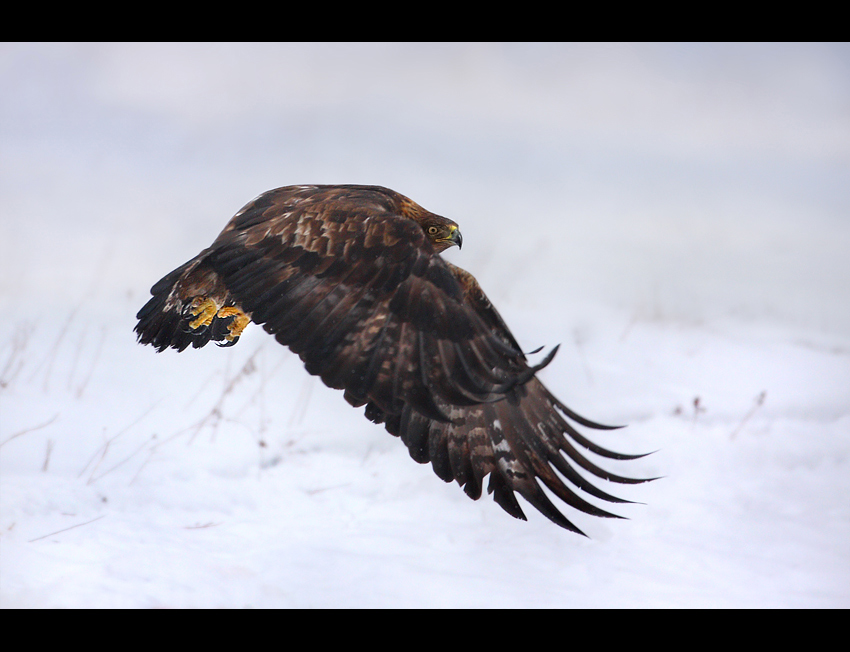 Orzeł przedni (Aquila chrysaetos)