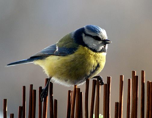 Parus caeruleus